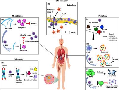 Biomarkers of Activation and Inflammation to Track Disparity in Chronological and Physiological Age of People Living With HIV on Combination Antiretroviral Therapy